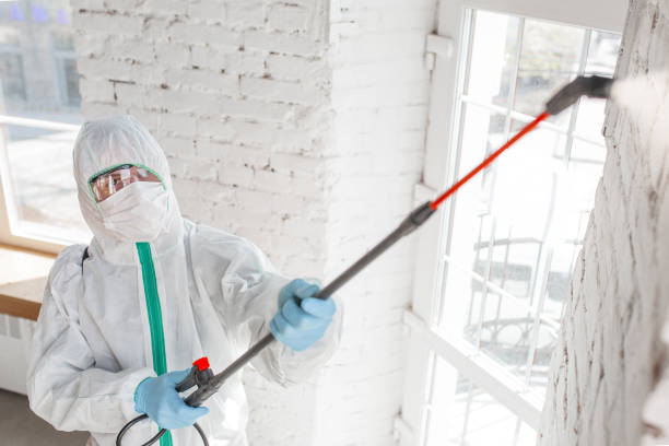 Trusted Vacaville, CA Mold Removal Experts