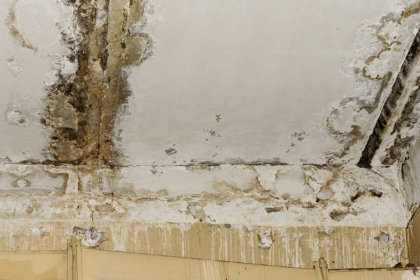 Best Crawl Space Mold Remediation  in Vaville, CA