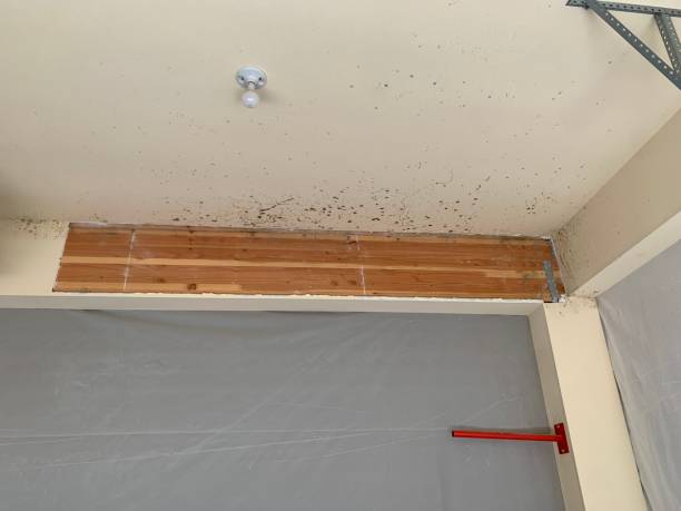 Best Mold Documentation for Insurance Claims  in Vaville, CA