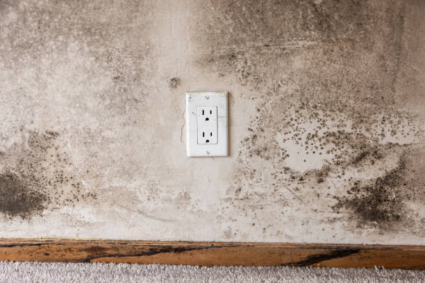 Best Asbestos and Lead Testing During Mold Inspection  in Vaville, CA