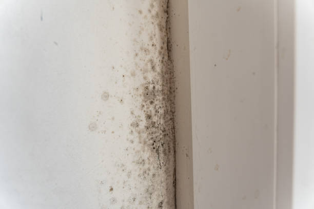 Best Emergency Mold Remediation  in Vaville, CA