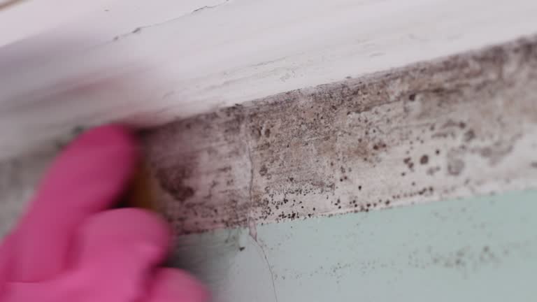 Best Comprehensive Air Testing for Mold Contaminants  in Vaville, CA